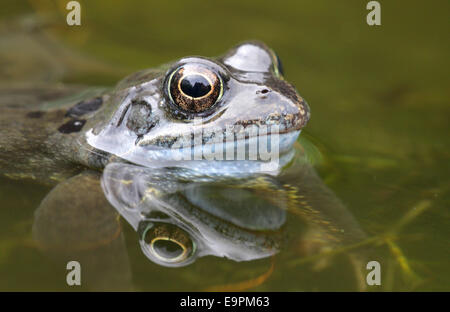 Grenouille Rousse - Rana temporaria Banque D'Images