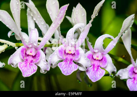 Orchidée dendrobium hybrides est blanc avec rayures roses en Thaïlande Banque D'Images