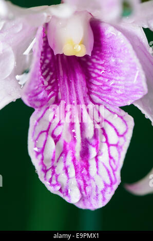 Close up hybrides d'Orchidées Dendrobium est blanc avec rayures roses en Thaïlande Banque D'Images