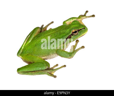 Stripeless Tree Frog - Hyla meridionalis Banque D'Images