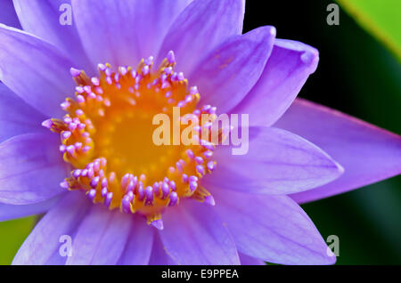 Close up haut de Nymphaea Nouchali Lotus pourpre ( ) , Belle fleur en Thaïlande Banque D'Images