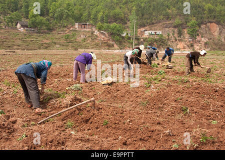 Les agriculteurs travaillent avec des houes dans un champ de pommes de terre, les Buyis village, province de Guizhou, Chine Banque D'Images