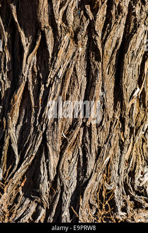 Macro Close-up de texture dans l'écorce, Fremont Cottonwood tree's Banque D'Images