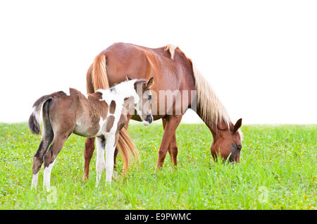 Jument et son poulain brun isolé sur blanc dans un champ d'herbe. Banque D'Images