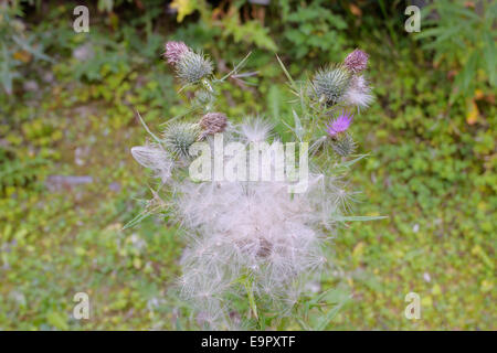 Cirsium vulgare, Spear Thistle seeds, prêt pour la dispersion par le vent, Pays de Galles, Royaume-Uni Banque D'Images