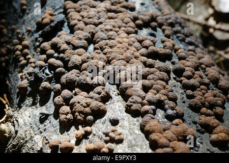 Hypoxylon fragiforme champignon poussant sur des bois de hêtre, Pays de Galles, Royaume-Uni. Banque D'Images