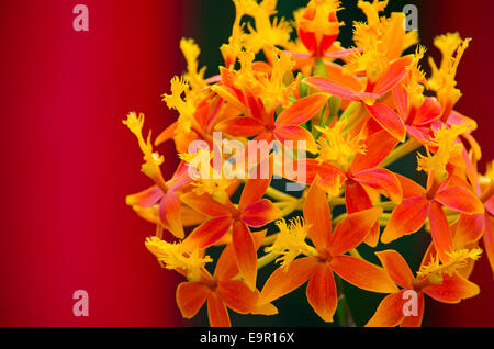 Orchidée Orange spectaculaire à la pleine floraison dans une véranda/Serre. Tourné avec un objectif long pour créer focus sélectif. Banque D'Images