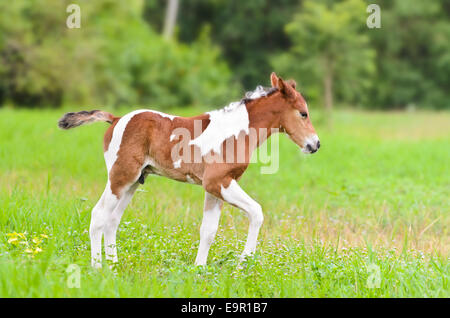 Brown horse foal marcher dans l'herbe verte de la Thaïlande Banque D'Images