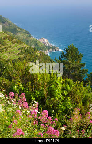 Manarola, Parc National des Cinque Terre, Ligurie, Italie. Vue d'un lointain village de hillside, fleurs sauvages en premier plan. Banque D'Images