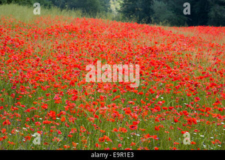 Orvieto, Ombrie, Italie. Domaine des coquelicots sauvages (Papaver rhoeas) en pleine floraison. Banque D'Images