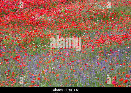 Orvieto, Ombrie, Italie. Domaine de fleurs sauvages aux couleurs vives, du coquelicot (Papaver rhoeas) proéminent. Banque D'Images