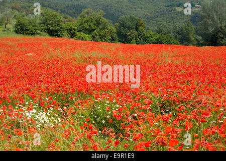 Orvieto, Ombrie, Italie. Voir dans le champ de coquelicots sauvages (Papaver rhoeas) en pleine floraison. Banque D'Images