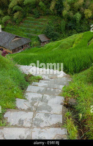 Chemin à travers le Longsheng Rizières, Dragon's backbone, Longji, Chine. Banque D'Images