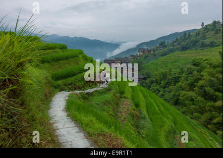 Longsheng Rizières, Dragon's backbone, Longji, Chine. Banque D'Images