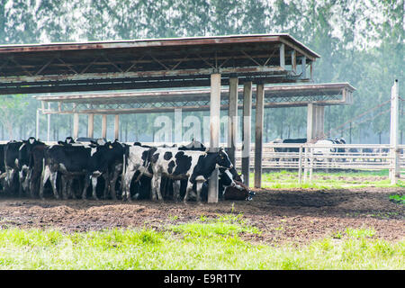 Debout dans la vache laitière vaches ferme fond nature Banque D'Images