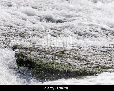 Superbe et des images uniques d'une Bergeronnette printanière pose, au lissage et à l'alimentation à l'habitat naturel dans les rochers au bord d'une rivière Weir. Banque D'Images