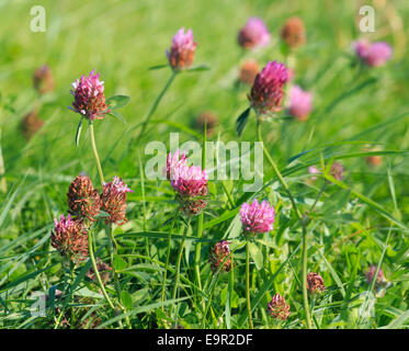 Fermer la vue de trèfle rouge (Trifolium pratense) avec une faible profondeur de champ Banque D'Images