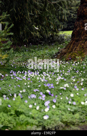 Anemone blanda tons blanc bleu printemps floraison fleurs bois ombragé sol tapis Floral RM Banque D'Images