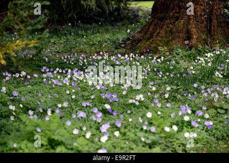 Anemone blanda tons blanc bleu printemps floraison fleurs bois ombragé sol tapis Floral RM Banque D'Images