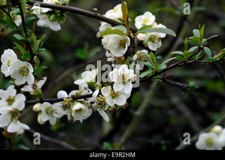 Chaenomeles speciosa nivalis flowering quince hardy cultivar blanc arbuste fleurs printemps fleur fleurs floral RM Banque D'Images