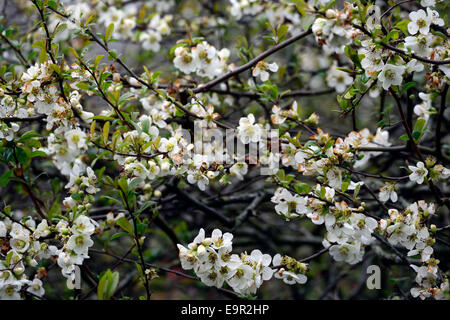 Chaenomeles speciosa nivalis flowering quince hardy cultivar blanc arbuste fleurs printemps fleur fleurs floral RM Banque D'Images