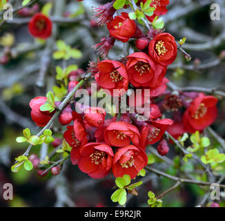 Flowering quince Chaenomeles x superba hollandia hardy cultivar rouge arbuste fleurs printemps fleur fleurs floral RM Banque D'Images