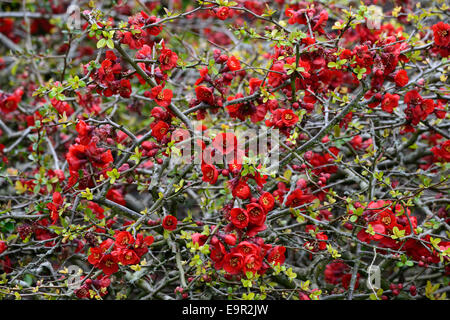 Flowering quince Chaenomeles x superba hollandia hardy cultivar rouge arbuste fleurs printemps fleur fleurs floral RM Banque D'Images