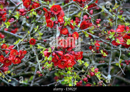 Flowering quince Chaenomeles x superba hollandia hardy cultivar rouge arbuste fleurs printemps fleur fleurs floral RM Banque D'Images