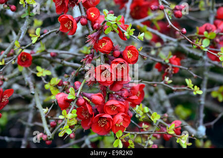 Flowering quince Chaenomeles x superba hollandia hardy cultivar rouge arbuste fleurs printemps fleur fleurs floral RM Banque D'Images