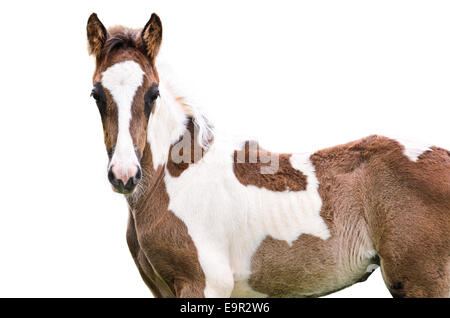 Cheval brun et blanc sur fond blanc Banque D'Images