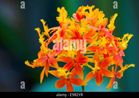 Orchidées spectaculaires à la pleine floraison dans une véranda/Serre. Tourné avec un objectif long pour créer focus sélectif. Banque D'Images