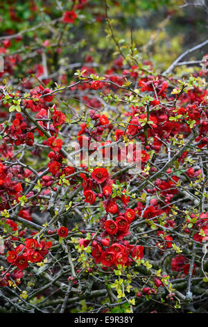 Flowering quince Chaenomeles x superba hollandia hardy cultivar rouge arbuste fleurs printemps fleur fleurs floral RM Banque D'Images