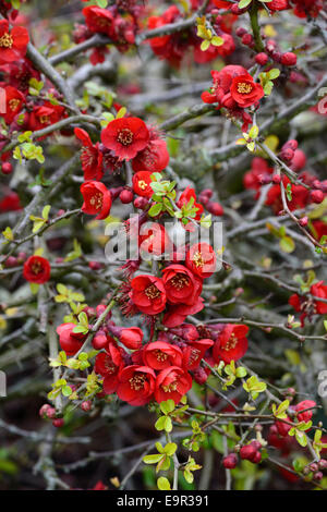 Flowering quince Chaenomeles x superba hollandia hardy cultivar rouge arbuste fleurs printemps fleur fleurs floral RM Banque D'Images