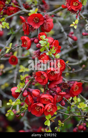 Flowering quince Chaenomeles x superba hollandia hardy cultivar rouge arbuste fleurs printemps fleur fleurs floral RM Banque D'Images