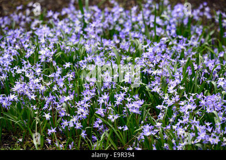 Chionodoxa forbesii gloire de la neige fleurs printemps Scilla forbesii fleur Lilas bleu Floraison fleurs floral RM Banque D'Images