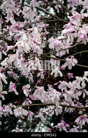 Magnolia fleurs fleurs dawsoniana tôt caduques fleur fleurs jardin rose Magnolia arbre parfumé parfum floral RM Banque D'Images