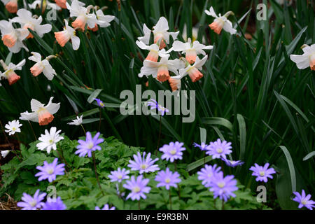 Narcissus anemone blanda blue bell chanson mélange des tons de plantation mixte de couleurs bleu blanc système RM combinaison florale Banque D'Images