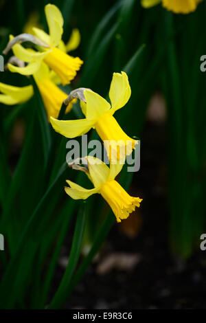 Narcissus cyclamineus nain or février Div 6 premiers pétales jaune-doré hybride floraison fleurs floral RM Banque D'Images