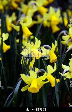 Narcissus cyclamineus nain or février Div 6 premiers pétales jaune-doré hybride floraison fleurs floral RM Banque D'Images