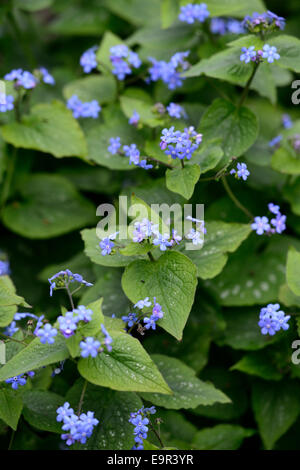 Omphalodes verna Blue eyed Mary fleurs fleurs fleurs fleurs fleurs d'ombre couvre-sol en fleurs fleurs fleurs floral RM Banque D'Images