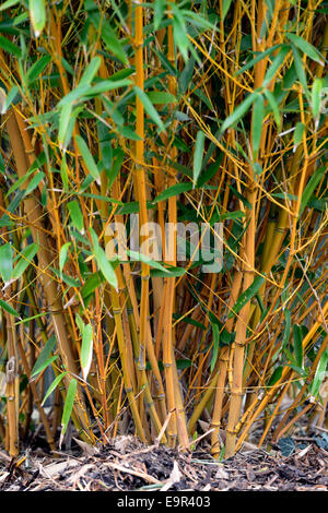 Phyllostachys aureosulcata bambou jaune d'or de la Chine en bronze massif jardin plante jardinage bambous denses Floral RM Banque D'Images