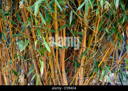 Phyllostachys aureosulcata bambou jaune d'or de la Chine en bronze massif jardin plante jardinage bambous denses Floral RM Banque D'Images