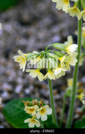 Primula elatior oxlip vrai oxlip croissance faible plante herbacée éternelle lumière fleurs floral jaune primevère RM Banque D'Images