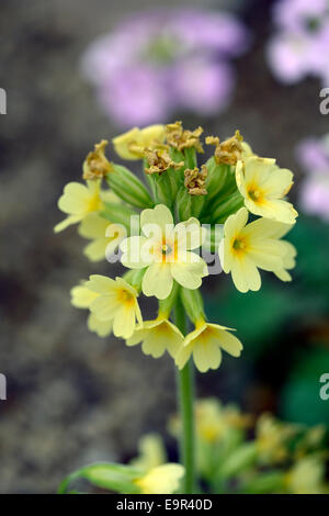 Primula elatior oxlip vrai oxlip croissance faible plante herbacée éternelle lumière fleurs floral jaune primevère RM Banque D'Images