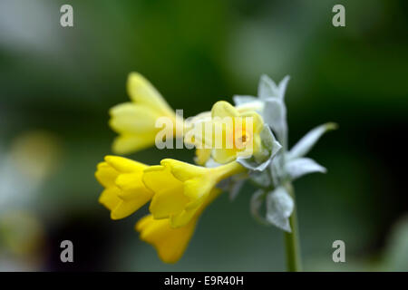 Primrose Primula palinuri ombelles de fleurs jaunes en entonnoir vivace à feuilles persistantes parfumées formant une rosette Floral RM primrose Banque D'Images