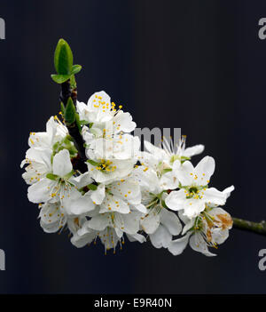 Prunus domestica opal blossom damson plum fleur fleurs blanc printemps arbre fruit Floral RM Banque D'Images