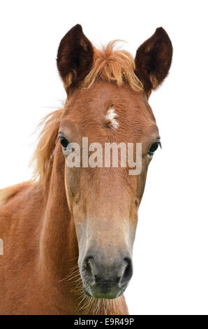 Avant de la tête de cheval isolated on white Banque D'Images