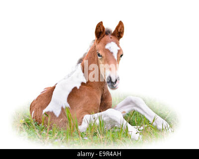 Poulain cheval brun sont au repos dans l'herbe sur fond blanc Banque D'Images