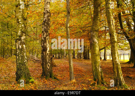 Bouleau blanc sur le tronc des arbres en automne et scène forestiers Banque D'Images