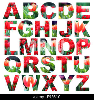 Alphabet a à z faites de tulipes fleur photo Banque D'Images